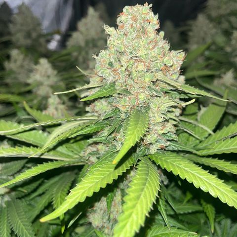 Northern Lights growlog timeline photo