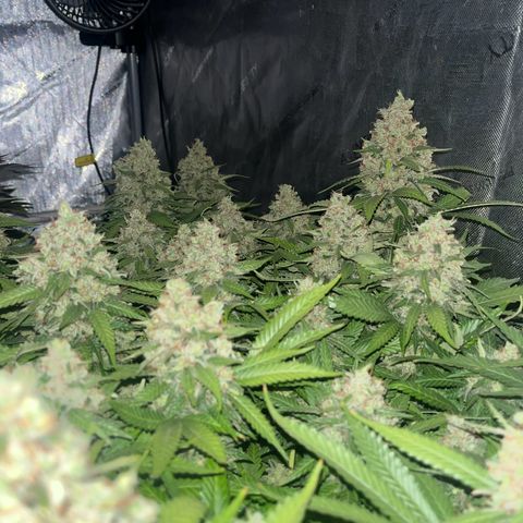 Northern Lights growlog timeline photo