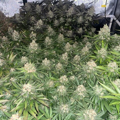 Northern Lights growlog timeline photo