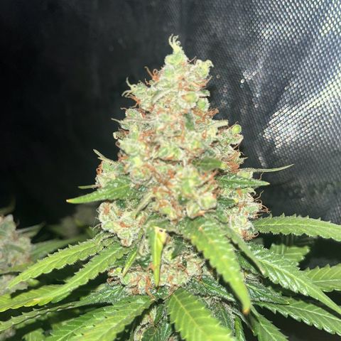 Northern Lights growlog timeline photo