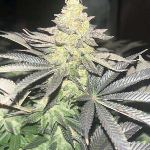 Northern Lights growlog timeline photo