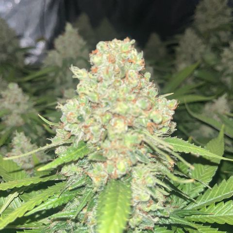 Northern Lights growlog timeline photo