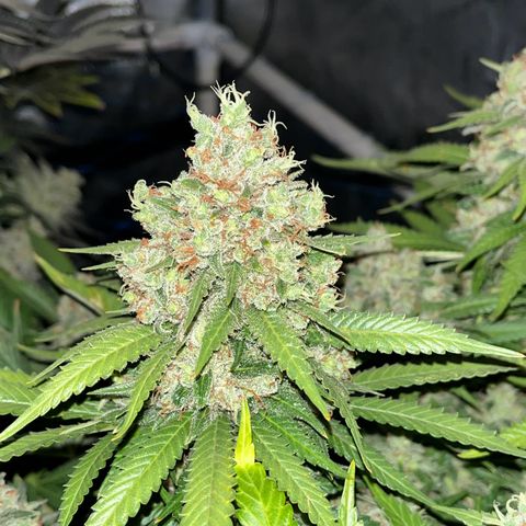 Northern Lights growlog timeline photo