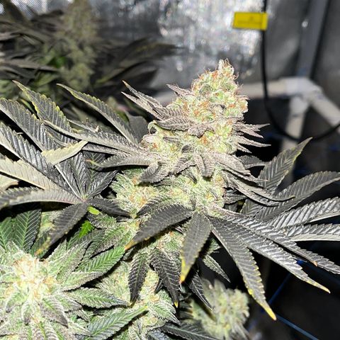 Northern Lights growlog timeline photo