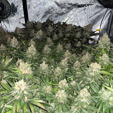 Northern Lights growlog timeline photo
