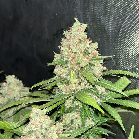 Northern Lights growlog timeline photo