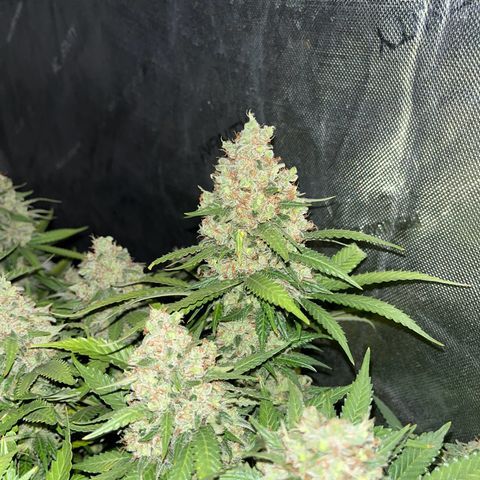 Northern Lights growlog timeline photo
