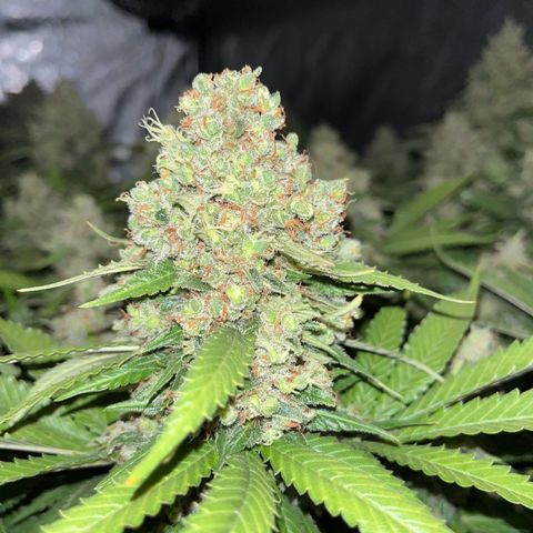 Northern Lights growlog timeline photo