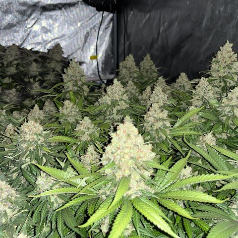 Northern Lights growlog timeline photo