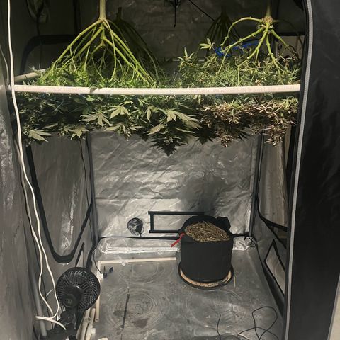 Northern Lights growlog timeline photo