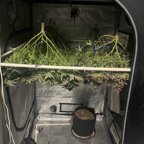 Northern Lights growlog timeline photo