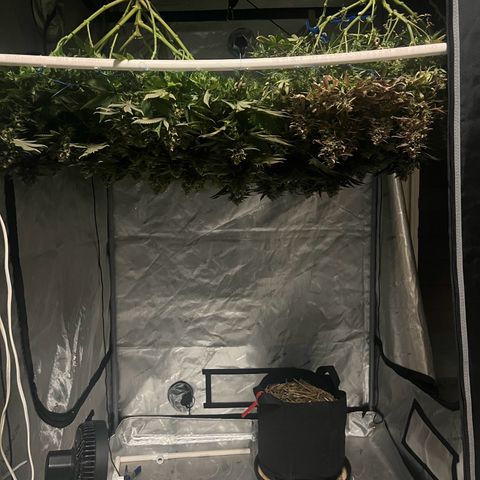 Northern Lights growlog timeline photo