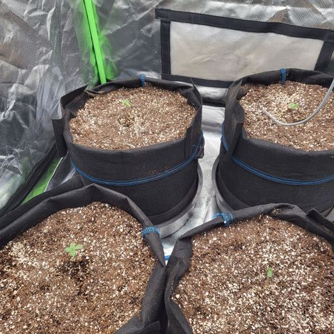 Mimosa x Orange Punch growlog photo: One plant baby leaves did cut Untergrund. Still nice growth