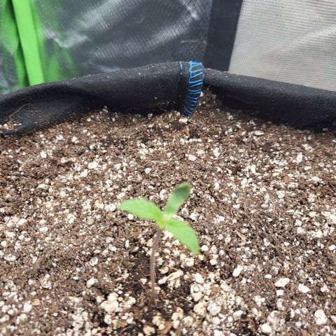 Mimosa x Orange Punch growlog photo: One plant baby leaves did cut Untergrund. Still nice growth