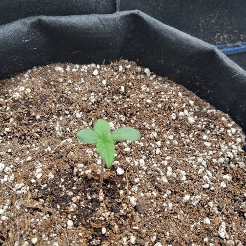 Mimosa x Orange Punch growlog photo: One plant baby leaves did cut Untergrund. Still nice growth