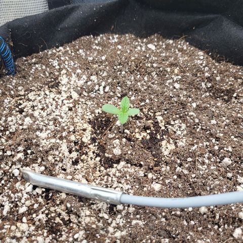 Mimosa x Orange Punch growlog photo: One plant baby leaves did cut Untergrund. Still nice growth
