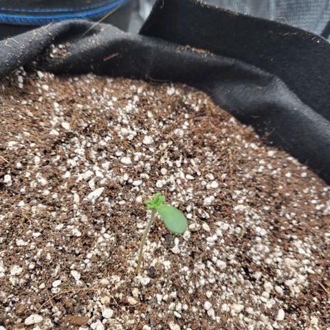 Mimosa x Orange Punch growlog photo: One plant baby leaves did cut Untergrund. Still nice growth