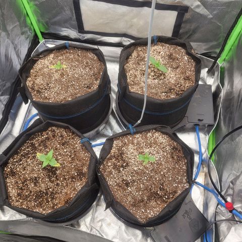 Mimosa x Orange Punch growlog timeline photo