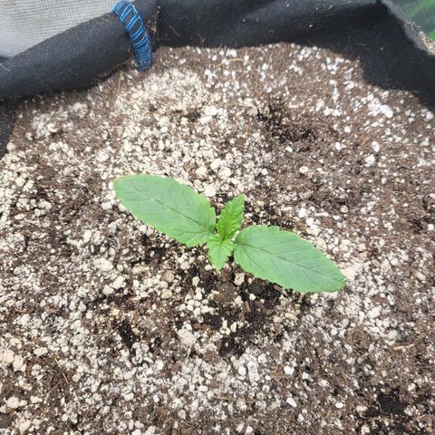 Mimosa x Orange Punch growlog timeline photo