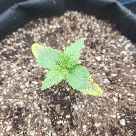 Mimosa x Orange Punch growlog timeline photo