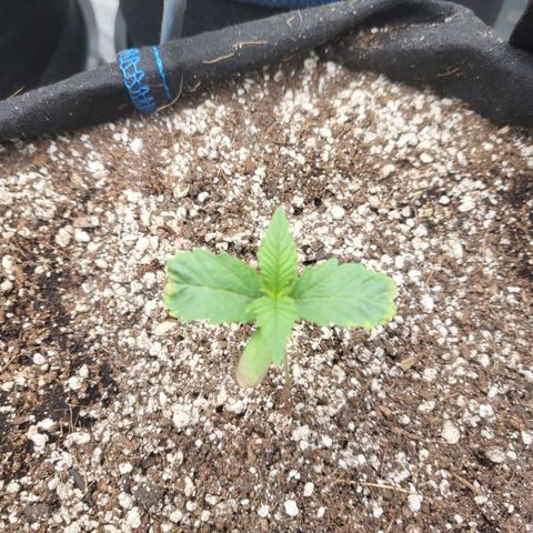 Mimosa x Orange Punch growlog timeline photo