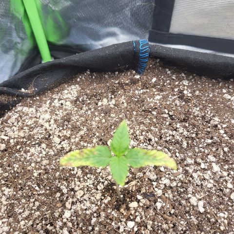 Mimosa x Orange Punch growlog timeline photo