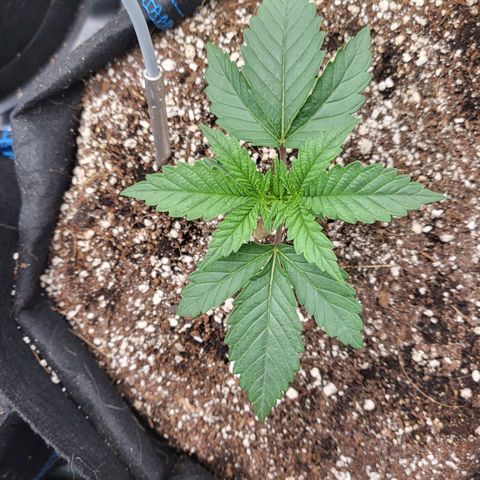 Mimosa x Orange Punch growlog timeline photo