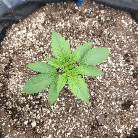 Mimosa x Orange Punch growlog timeline photo