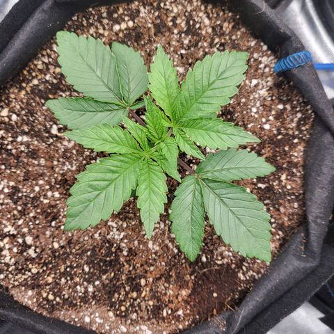 Mimosa x Orange Punch growlog timeline photo