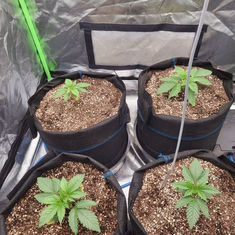 Mimosa x Orange Punch growlog timeline photo