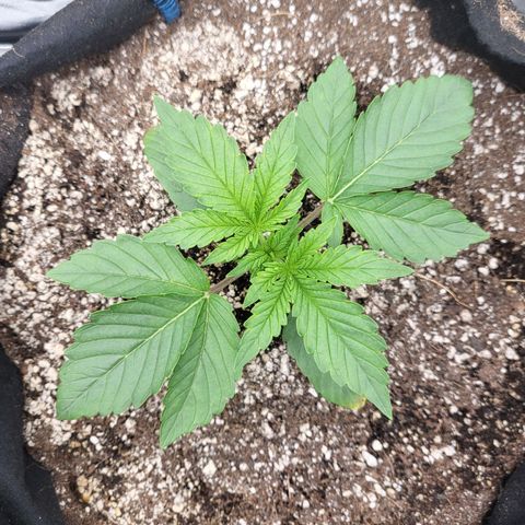 Mimosa x Orange Punch growlog timeline photo