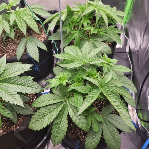 Mimosa x Orange Punch growlog timeline photo