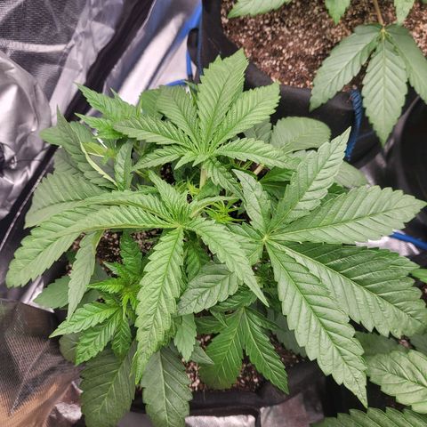 Mimosa x Orange Punch growlog timeline photo