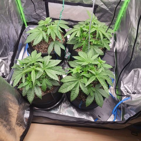 Mimosa x Orange Punch growlog timeline photo