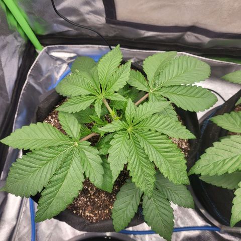 Mimosa x Orange Punch growlog timeline photo