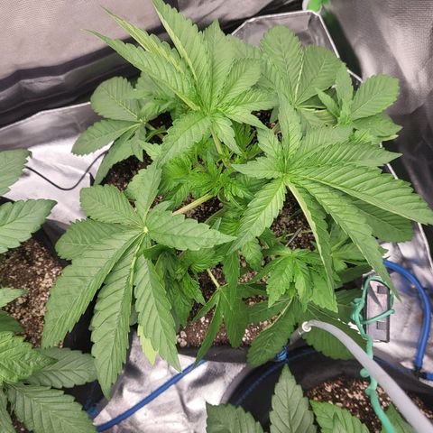 Mimosa x Orange Punch growlog timeline photo