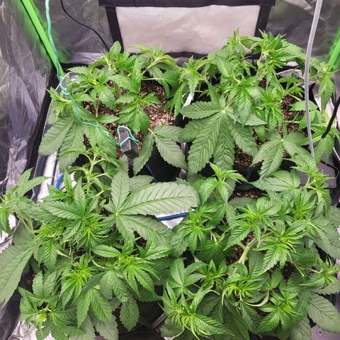 Mimosa x Orange Punch growlog timeline photo