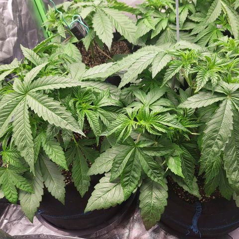Mimosa x Orange Punch growlog timeline photo