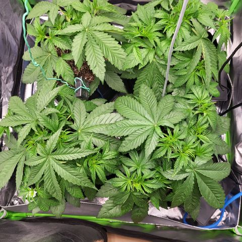 Mimosa x Orange Punch growlog timeline photo