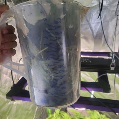 Mimosa x Orange Punch growlog timeline photo