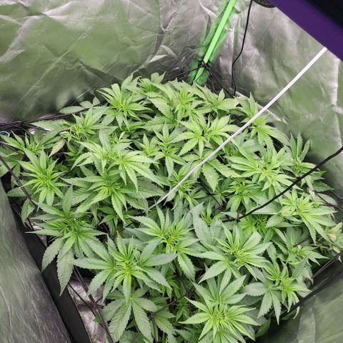 Mimosa x Orange Punch growlog timeline photo