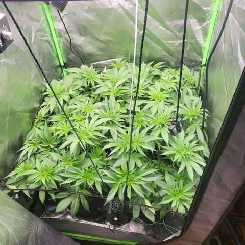 Mimosa x Orange Punch growlog timeline photo