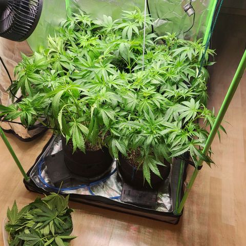 Mimosa x Orange Punch growlog timeline photo