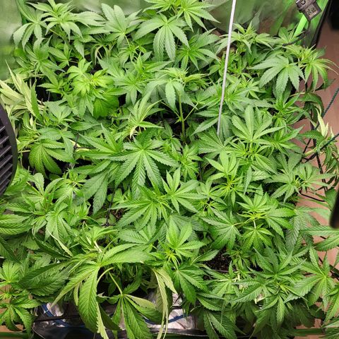 Mimosa x Orange Punch growlog timeline photo