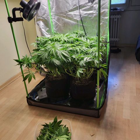 Mimosa x Orange Punch growlog timeline photo