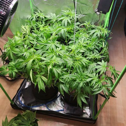Mimosa x Orange Punch growlog timeline photo