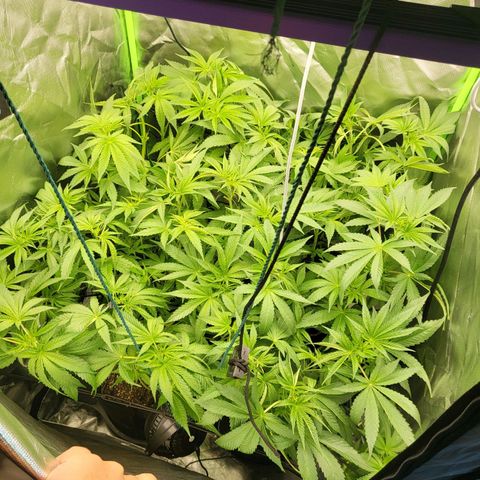 Mimosa x Orange Punch growlog timeline photo