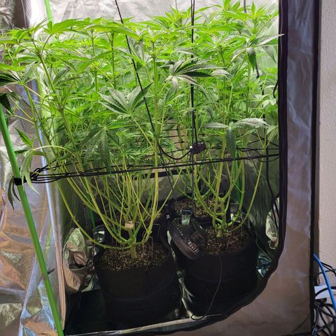 Mimosa x Orange Punch growlog timeline photo