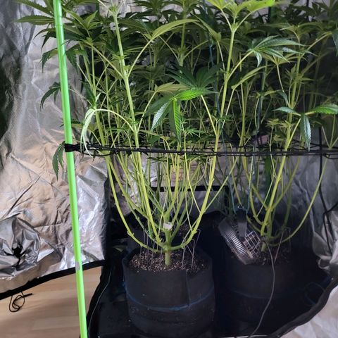 Mimosa x Orange Punch growlog timeline photo