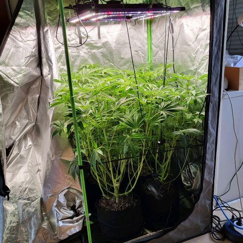 Mimosa x Orange Punch growlog timeline photo